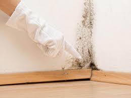 Reliable Pulaski, VA Mold Removal Solutions